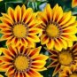 100 PCS Seeds Gerbera Daisy Seeds Hybrids