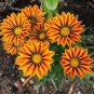 100 PCS Seeds Gerbera Daisy Seeds Hybrids