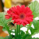 100 PCS Seeds gerbera read