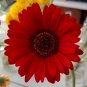 100 PCS Seeds gerbera read