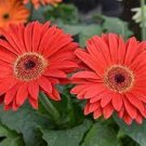 1000 PCS Seeds Gerbera Red African Transvaal Daisy