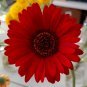 1000 PCS Seeds Gerbera Red African Transvaal Daisy