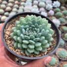 100 PCS Seeds German imports of potted flowers sedum succulents 100 PCS Seeds German imports of potted flowers sedum succulents