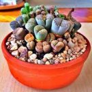 10 PCS Seeds Germany KK's Mixed Lithops Indoor Bonsai 10 PCS Seeds Germany KK's Mixed Lithops Indoor Bonsai
