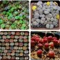 10 PCS Seeds Germany KK's Mixed Lithops Indoor Bonsai