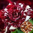 200 PCS Seeds Germany Rare Dragon Rose Bonsai Flowering 200 PCS Seeds Germany Rare Dragon Rose Bonsai Flowering