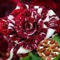 200 PCS Seeds Germany Rare Dragon Rose Bonsai Flowering