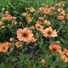 20 PCS Seeds Geum 'Totally Tangerine' Avens Flower