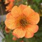 20 PCS Seeds Geum 'Totally Tangerine' Avens Flower