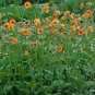 20 PCS Seeds Geum 'Totally Tangerine' Avens Flower