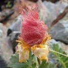100 PCS Seeds Geum triflorum Seeds Prairie smoke Flowers 100 PCS Seeds Geum triflorum Seeds Prairie smoke Flowers