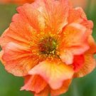 20 PCS Seeds Geum 'Totally Tangerine' Avens Flower -s Home Garden
