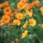20 PCS Seeds Geum 'Totally Tangerine' Avens Flower -s Home Garden