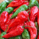 200 PCS Seeds Ghost Pepper chili seeds vegetable Fresh
