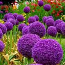 100 PCS Seeds Giant Allium Giganteum