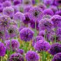 100 PCS Seeds Giant Allium Giganteum
