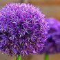 100 PCS Seeds Giant Allium Giganteum