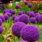 100 PCS Seeds Giant Allium Giganteum