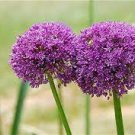 100 PCS Seeds Giant Allium Giganteum Globemaster Beautiful Flower