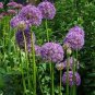 100 PCS Seeds Giant Allium Giganteum Globemaster Beautiful Flower