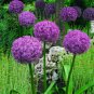 100 PCS Seeds Giant Allium Giganteum Globemaster Beautiful Flower