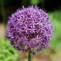 100 PCS Seeds Giant Allium Giganteum Globemaster Beautiful Flower