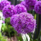 100 PCS Seeds Giant Allium Giganteum 100 PCS Seeds Giant Allium Giganteum