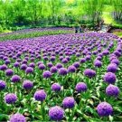 100 PCS Seeds Giant Allium Giganteum 100 PCS Seeds Giant Allium Giganteum