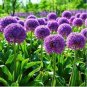 100 PCS Seeds Giant Allium Giganteum Seeds Colorful Flowers