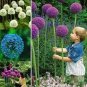 100 PCS Seeds Giant Allium Giganteum Seeds Colorful Flowers