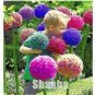 100 PCS Seeds Giant Allium Giganteum Seeds Colorful Flowers