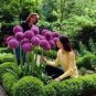 100 PCS Seeds Giant Allium Plant