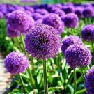 100 PCS Seeds Giant Allium Plant 100 PCS Seeds Giant Allium Plant