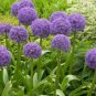 100 PCS Seeds Giant Allium Plant