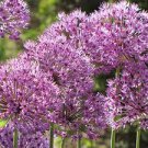 200 PCS Seeds Giant Allium Seeds Mixed White Purple Yellow Blue Dark Red etc Colors 200 PCS Seeds Giant Allium Seeds Mixed White Purple Yellow Blue Dark Red etc Colors