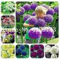 200 PCS Seeds Giant Allium Seeds Mixed White Purple Yellow Blue Dark Red etc Colors