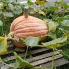 4 PCS Seeds Giant Atlantic Dills Pumpkin 4 PCS Seeds Giant Atlantic Dills Pumpkin
