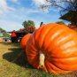 4 PCS Seeds Giant Atlantic Dills Pumpkin