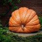 4 PCS Seeds Giant Atlantic Dills Pumpkin