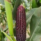 200 PCS Seeds Giant Black Corn Glutinous Maize Hybrid High Yield