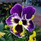 60 PCS Seeds Giant Blue Pansy Seeds Herbs Trinity Hardy Plants Flowers 60 PCS Seeds Giant Blue Pansy Seeds Herbs Trinity Hardy Plants Flowers