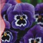 60 PCS Seeds Giant Blue Pansy Seeds Herbs Trinity Hardy Plants Flowers