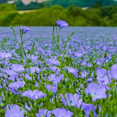 100 PCS Seeds Giant Dark Blue & Light Blue Flax Linum Usitatissimum