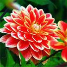 100 PCS Seeds Giant Dinnerplate Dahlia Fresh Red Flowers with White Edge