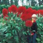 100 PCS Seeds Giant Dinnerplate Dahlia Fresh Red Flowers with White Edge