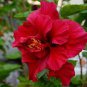 100 PCS Seeds Giant Double Hibiscus