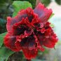 100 PCS Seeds Giant Double Hibiscus