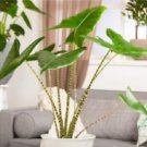 100 PCS Seeds Giant Elephant Ear Seeds Dark Green Color