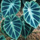100 PCS Seeds Giant Elephant Seeds Dark Green Color