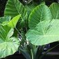 100 PCS Seeds Giant Elephant Seeds Dark Green Color